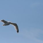 漫画 漫画日漫:探索日本漫画的魅力与文化影响力 rt1654ldy