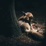 畅享豚豚剧网页版海报,感受精彩剧情与视觉盛宴 7i7t2